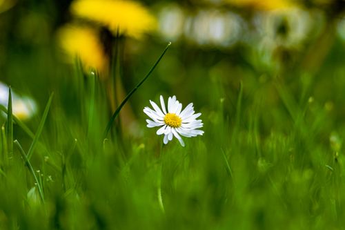 Free A beautiful close-up of a white daisy blooming amidst green grass, capturing summer's essence. Stock Photo