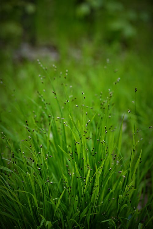 Foto stok gratis alam, bidang, halaman rumput