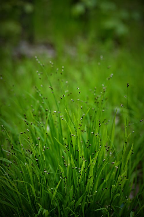 Imagine de stoc gratuită din botanic, câmp, fotografiere verticală