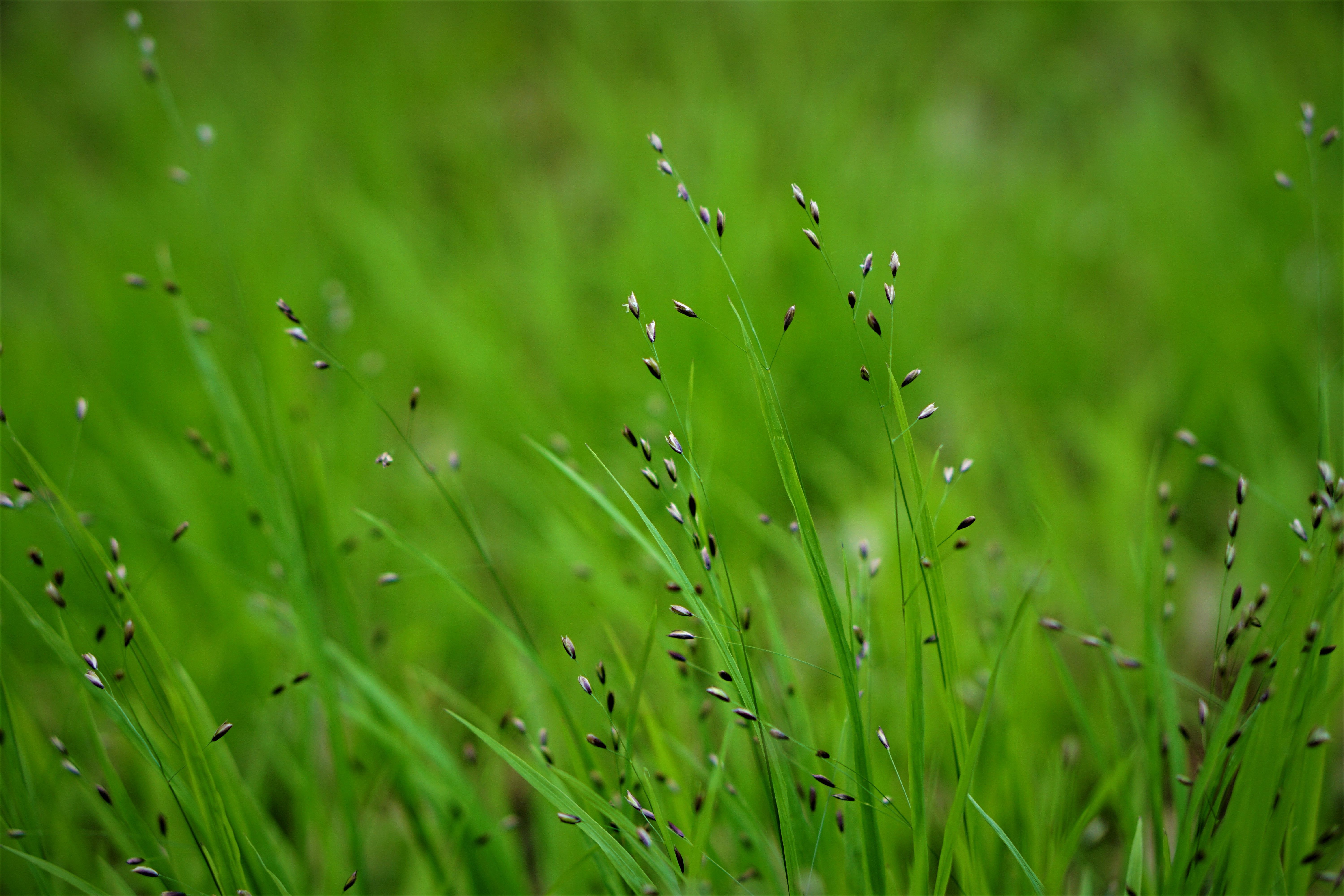 Best Grass Seed (2026)