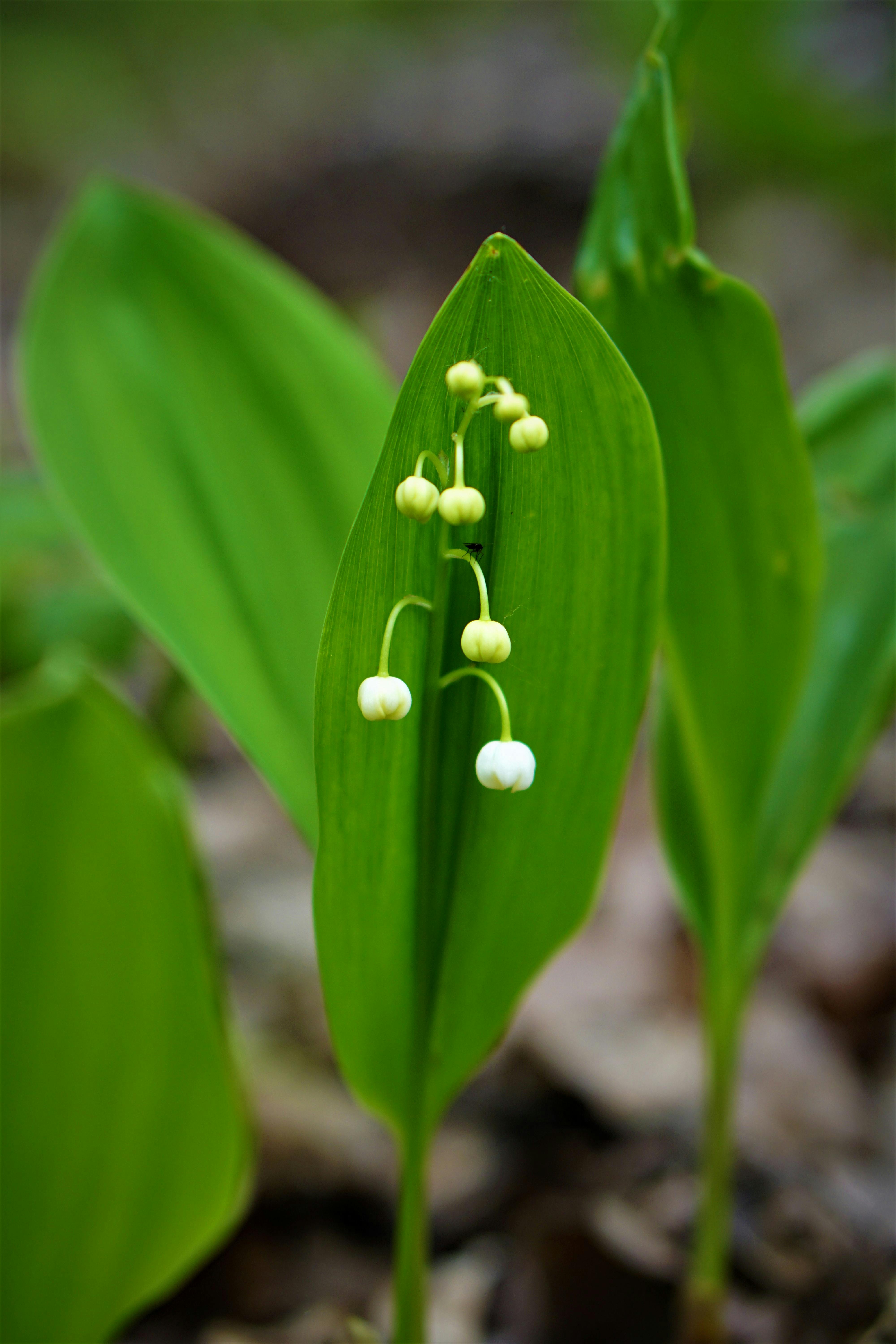 Convallaria majalis