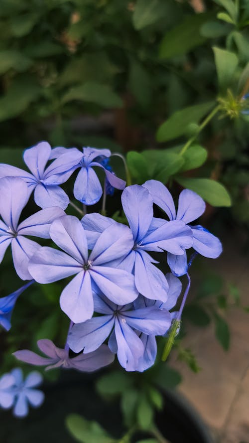 plumbago auriculata, 꽃잎, 블루의 무료 스톡 사진