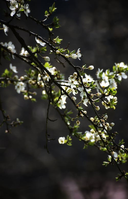 Fotos de stock gratuitas de árbol, enfoque selectivo, flora