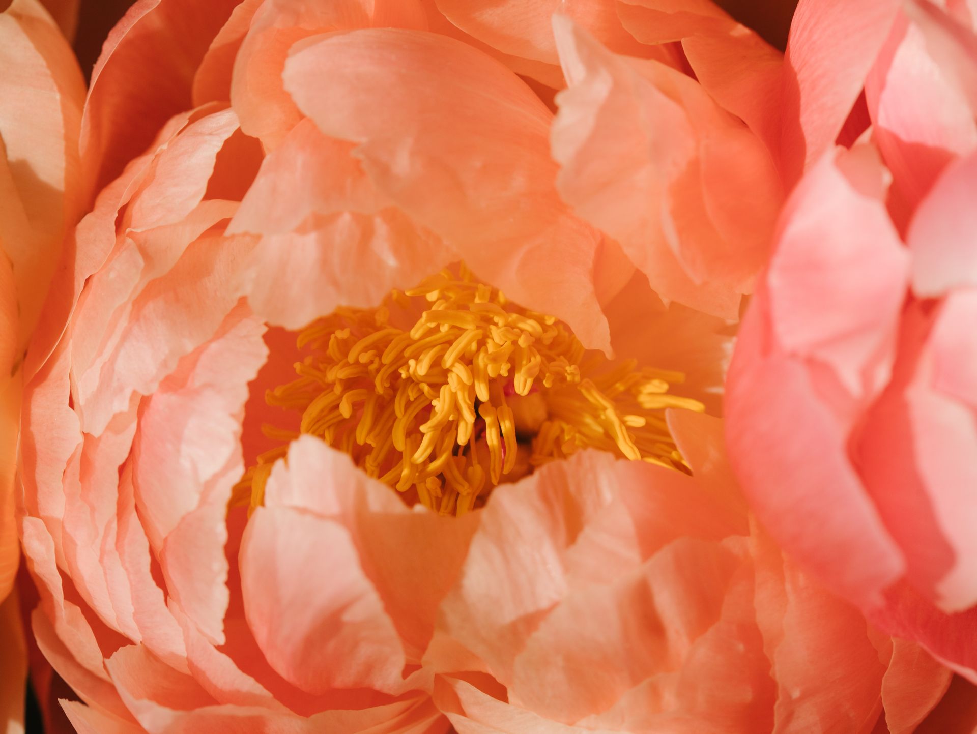 Detailed close-up of a peach peony flower in full bloom showcasing its delicate petals and vibrant center.