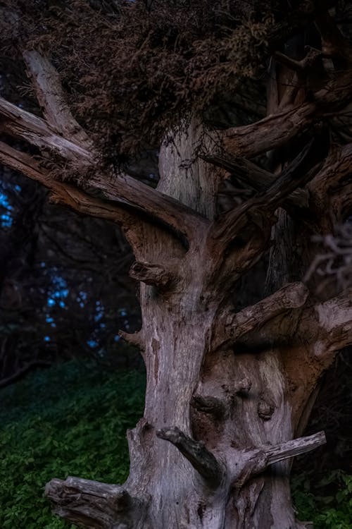 Foto profissional grátis de árvore, cair da noite, danificado