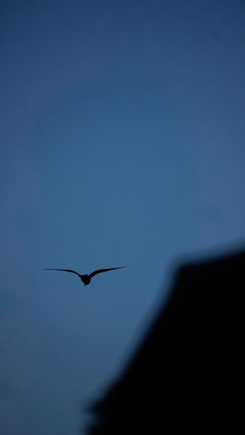 Silhouette of a Bird Flying against the Sky at Dusk