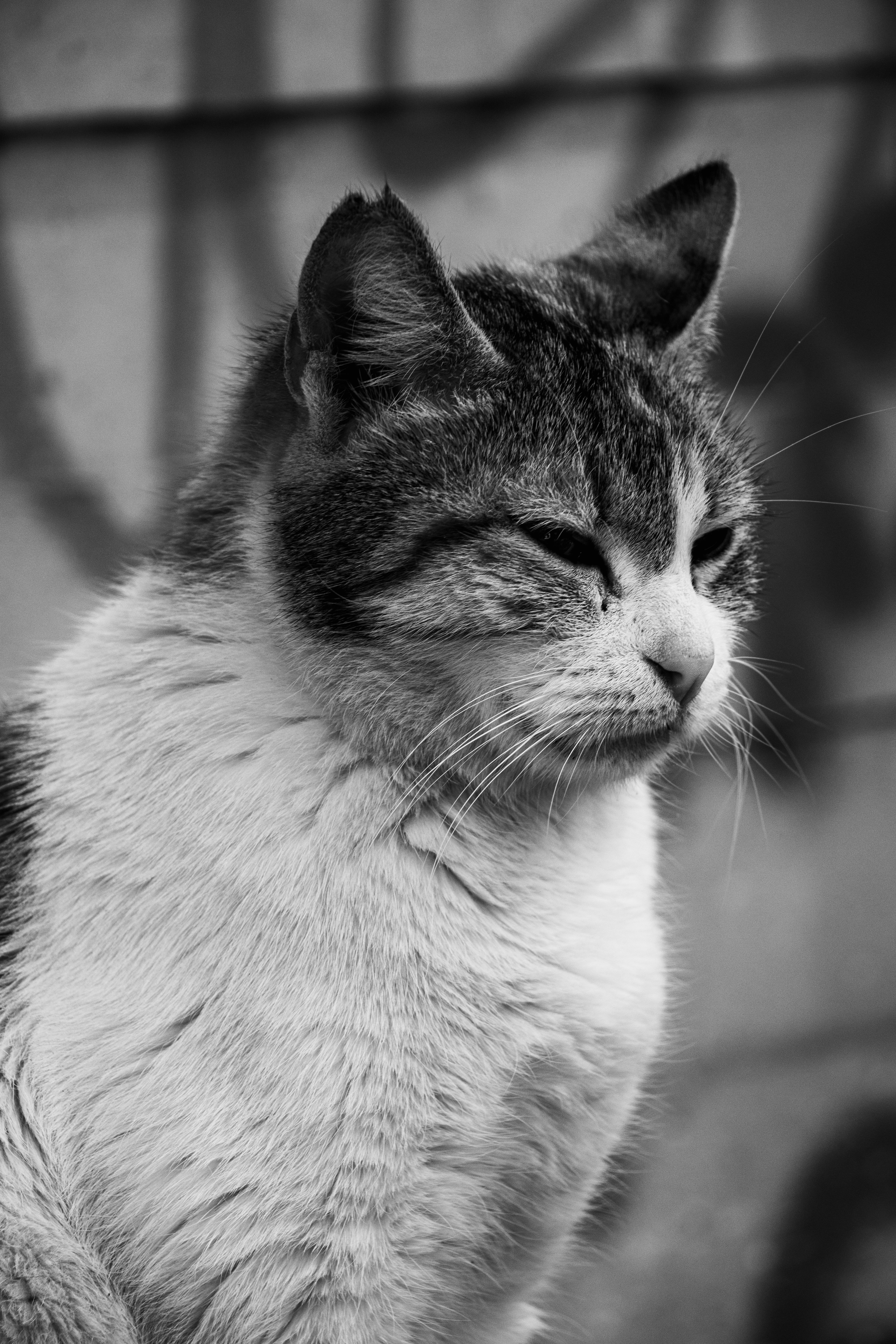 Grayscale Photo of Cat · Free Stock Photo