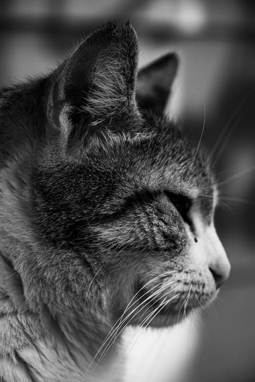 Black and White Photo of a Cat 