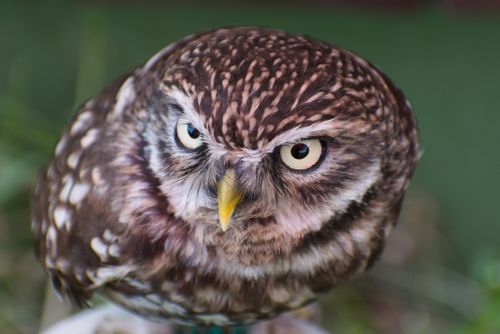 Free Intense close-up of a spotted owl showcasing its alertness and intricate feather patterns. Stock Photo