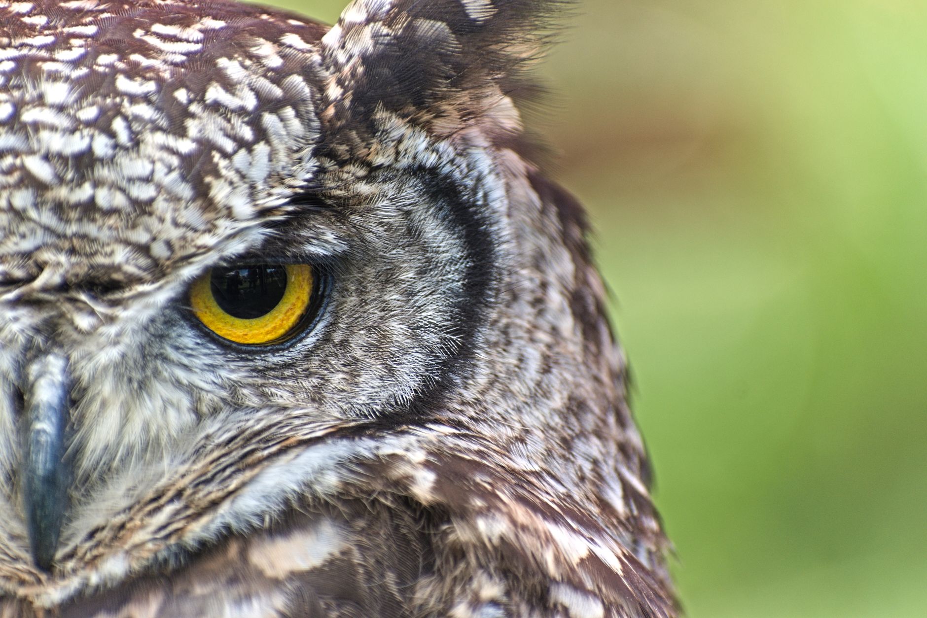 Real Raptor Eye What color are Raptors eyes? - The Institute for Environmental Research ...