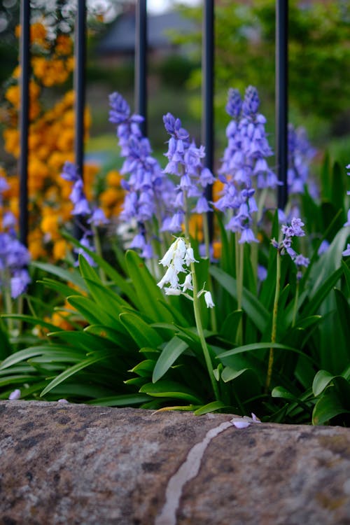 Close-up of Flowers in a Garden 