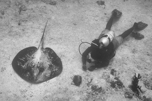 Diver near a stingray on ocean floor, captured in black and white.