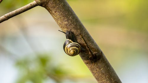 Snail on a Tree Branch 