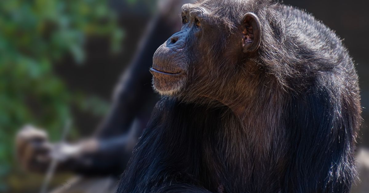 有关pan troglodytes, 人类学, 伟大的猿, 保護, 动物学, 动物行为, 動物, 動物園, 動物王國, 動物肖像, 叢林 ...