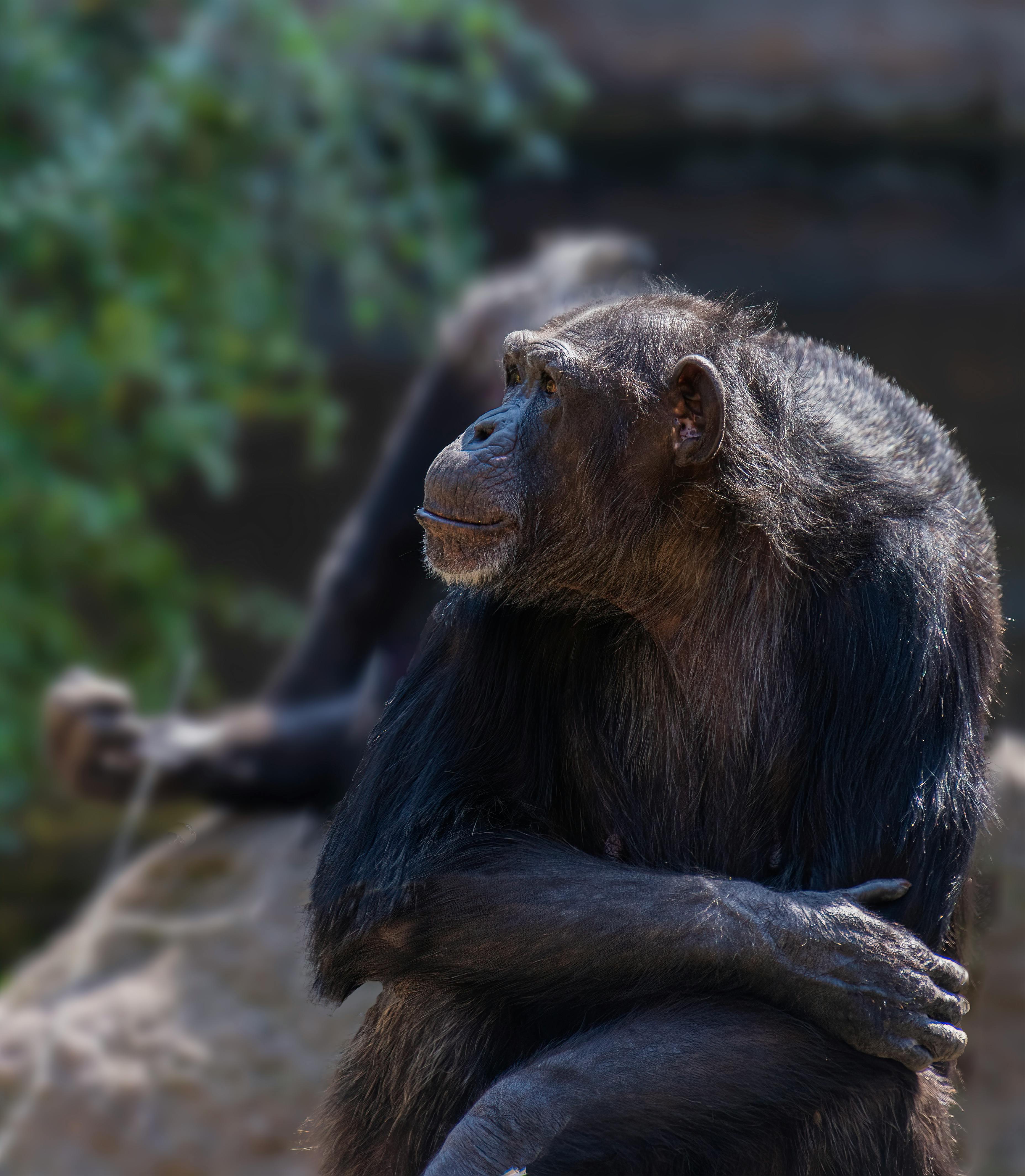 Macaco Chimpanzé Jardim Zoológico - Foto gratuita no Pixabay - Pixabay
