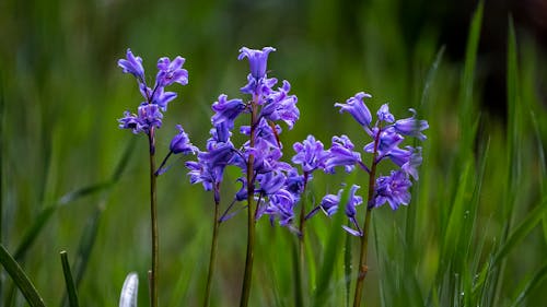 Foto d'estoc gratuïta de bluebells, flors, herba