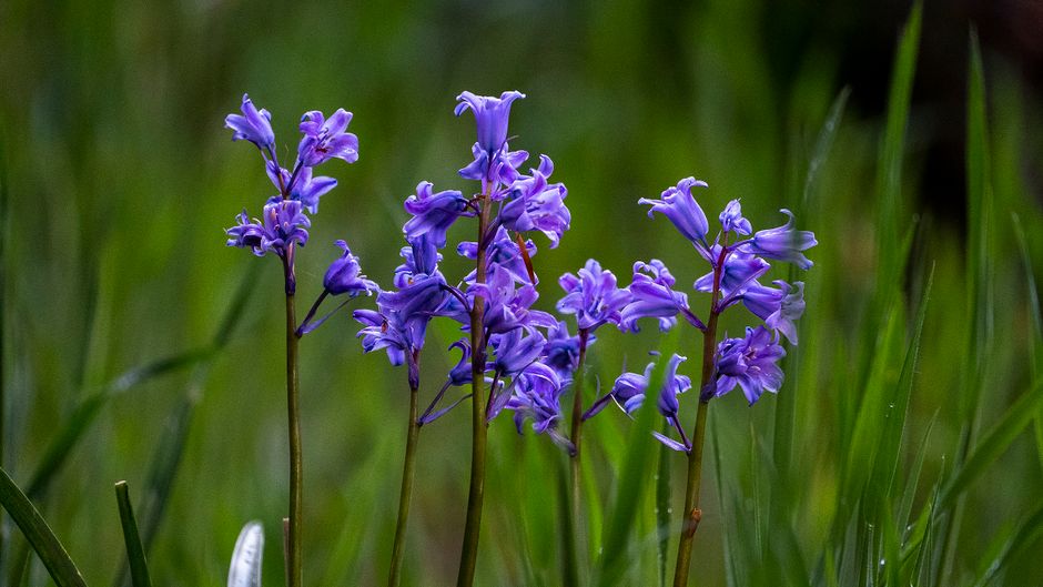 virginia bluebells flowers - perennial flowers for massachusetts