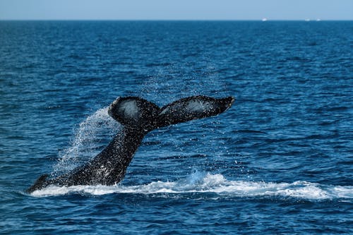 Tailfins of the Whale in Sea 