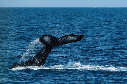 A stunning capture of a whale's tail splashing in the open ocean water.