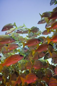 Vibrant school of fish swimming in crystal-clear underwater environment, showcasing aquatic life.