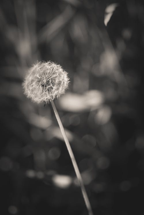 Black and White Photo of a Dandelion 