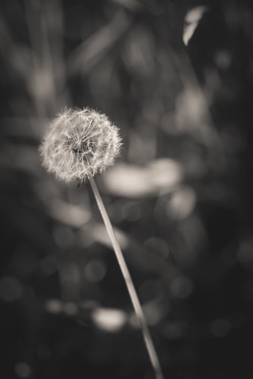 Free Artistic black and white close-up of a dandelion in bloom, emphasizing natural beauty. Stock Photo