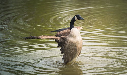 Wild Goose Flapping Wings Standing in Shallow Water