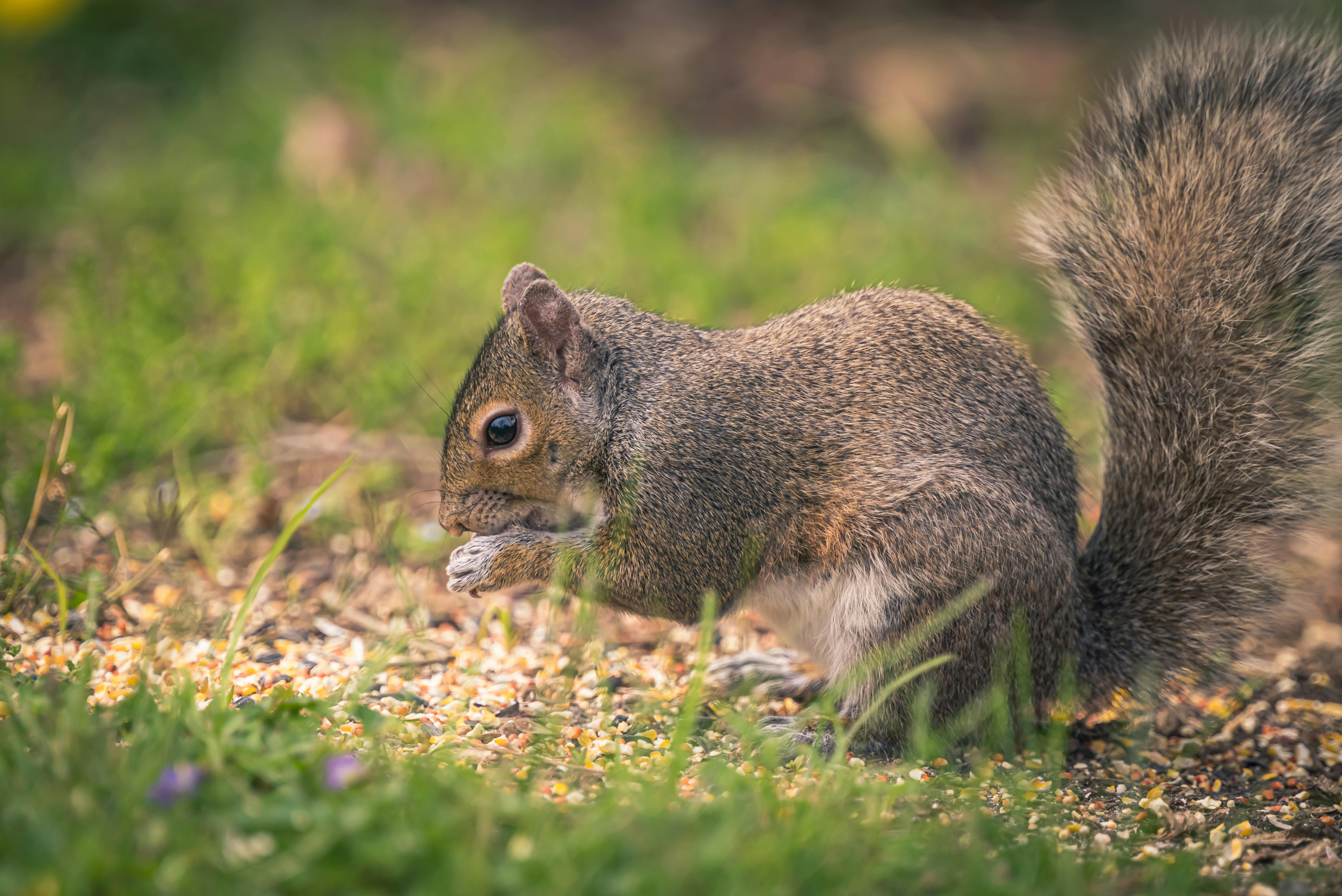 Close-up of Fox · Free Stock Photo