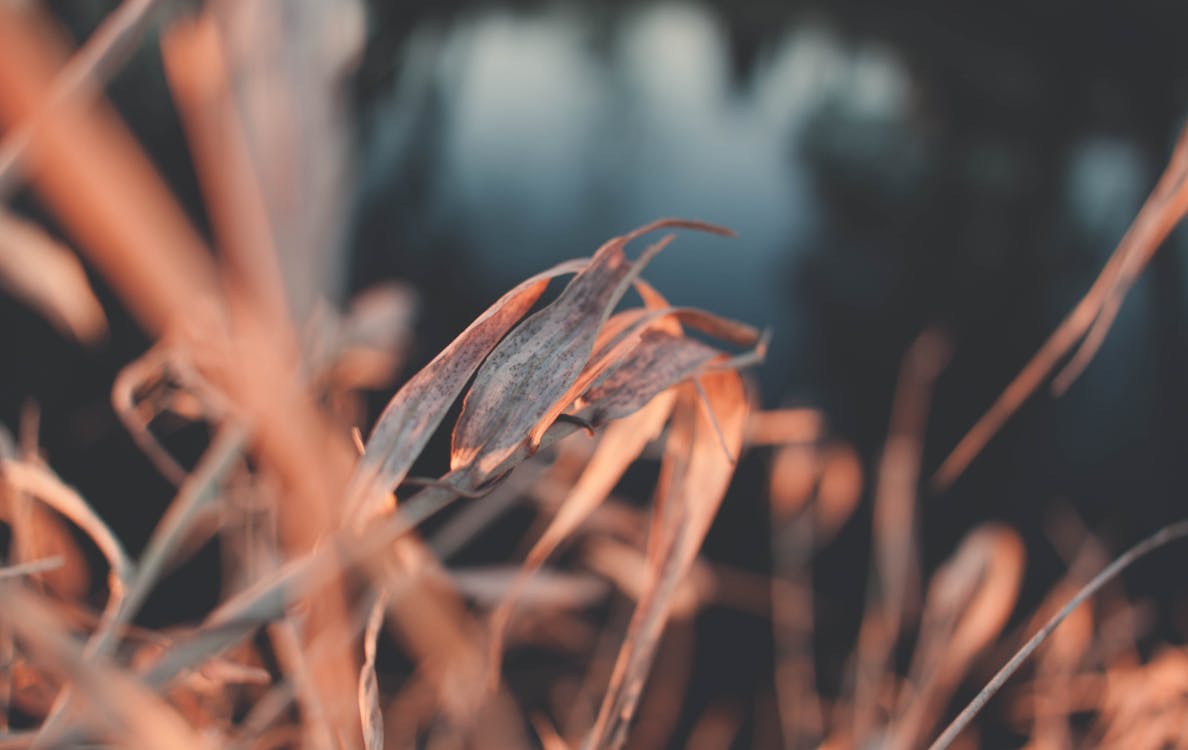 Kahverengi Yapraklı Bitkinin Yakın çekim Fotoğrafçılığı