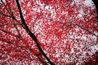 在秋季低角度拍摄的鲜红枫叶