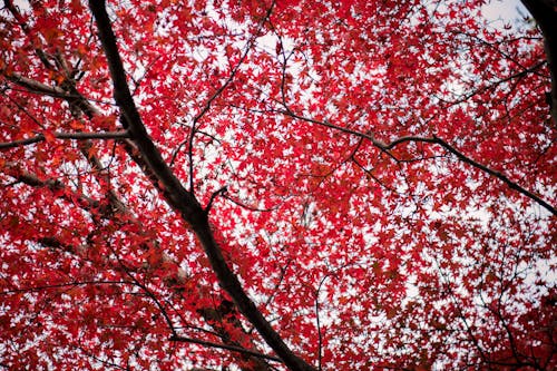 Why Fall Feels Like It Starts September 1, Not 22