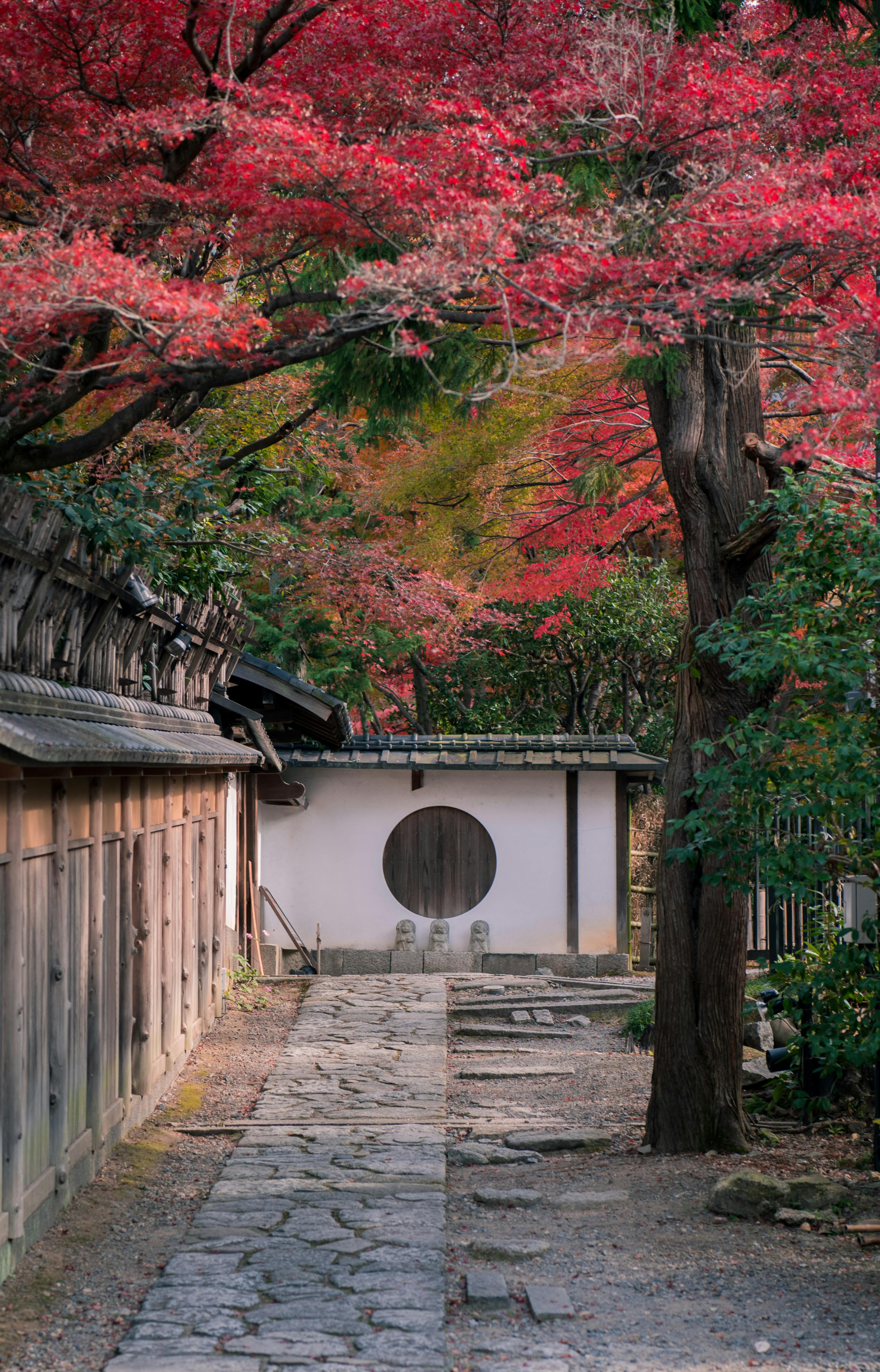 一条宁静的花园小径旁，传统的日本建筑掩映在充满活力的红色秋叶中