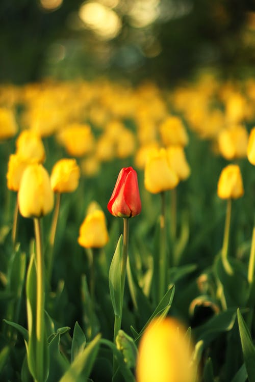 Foto d'estoc gratuïta de colorit, flors, fons de pantalla per al mòbil