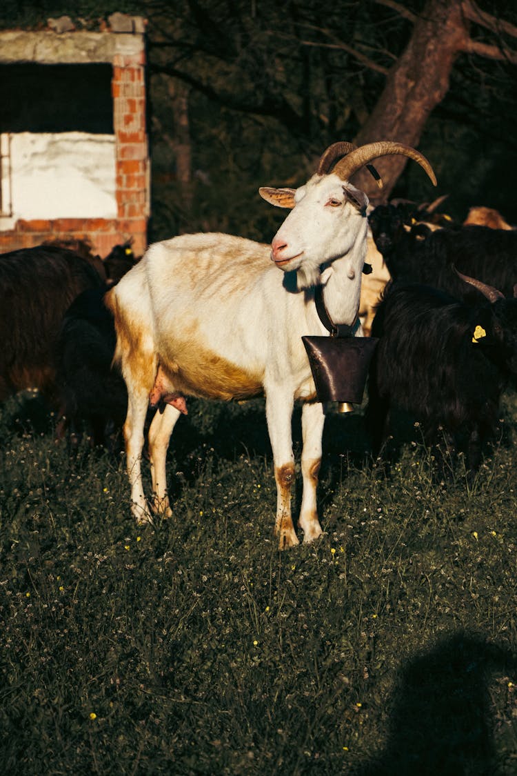 White Billy Goat With Large Bell Standing With A Group Of Black Goats