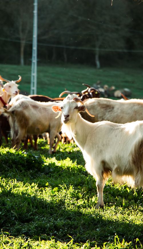 Free A group of goats grazing in a sunlit pasture, showcasing pastoral beauty. Stock Photo