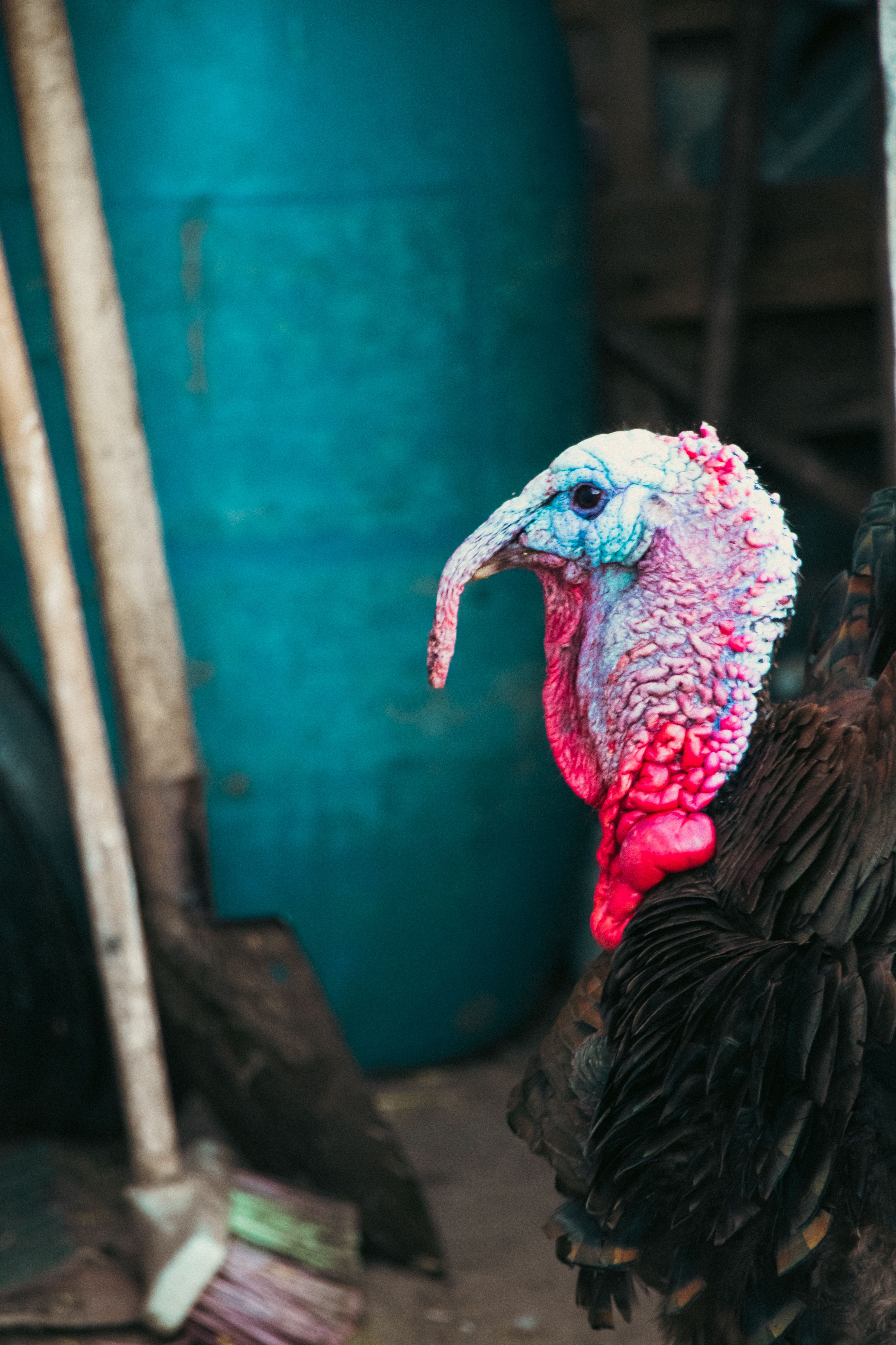 Close-up of a Turkey · Free Stock Photo