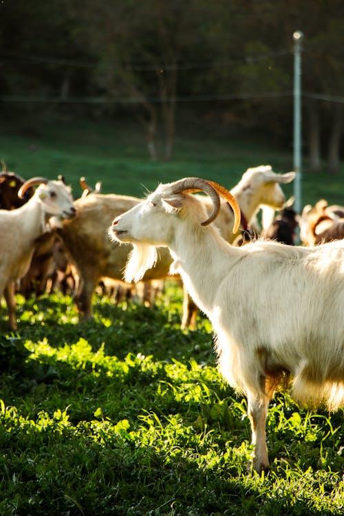 Herd of Goats on the Farm 
