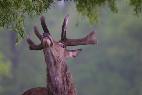 A deer with its mouth open and its horns up