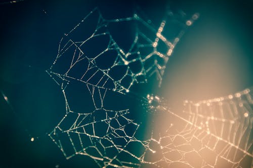 Free Close Up Photography of Spider Web Stock Photo