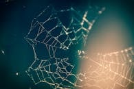 Close Up Photography of Spider Web