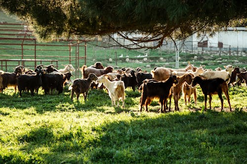 Herd of Goats on a Pasture 