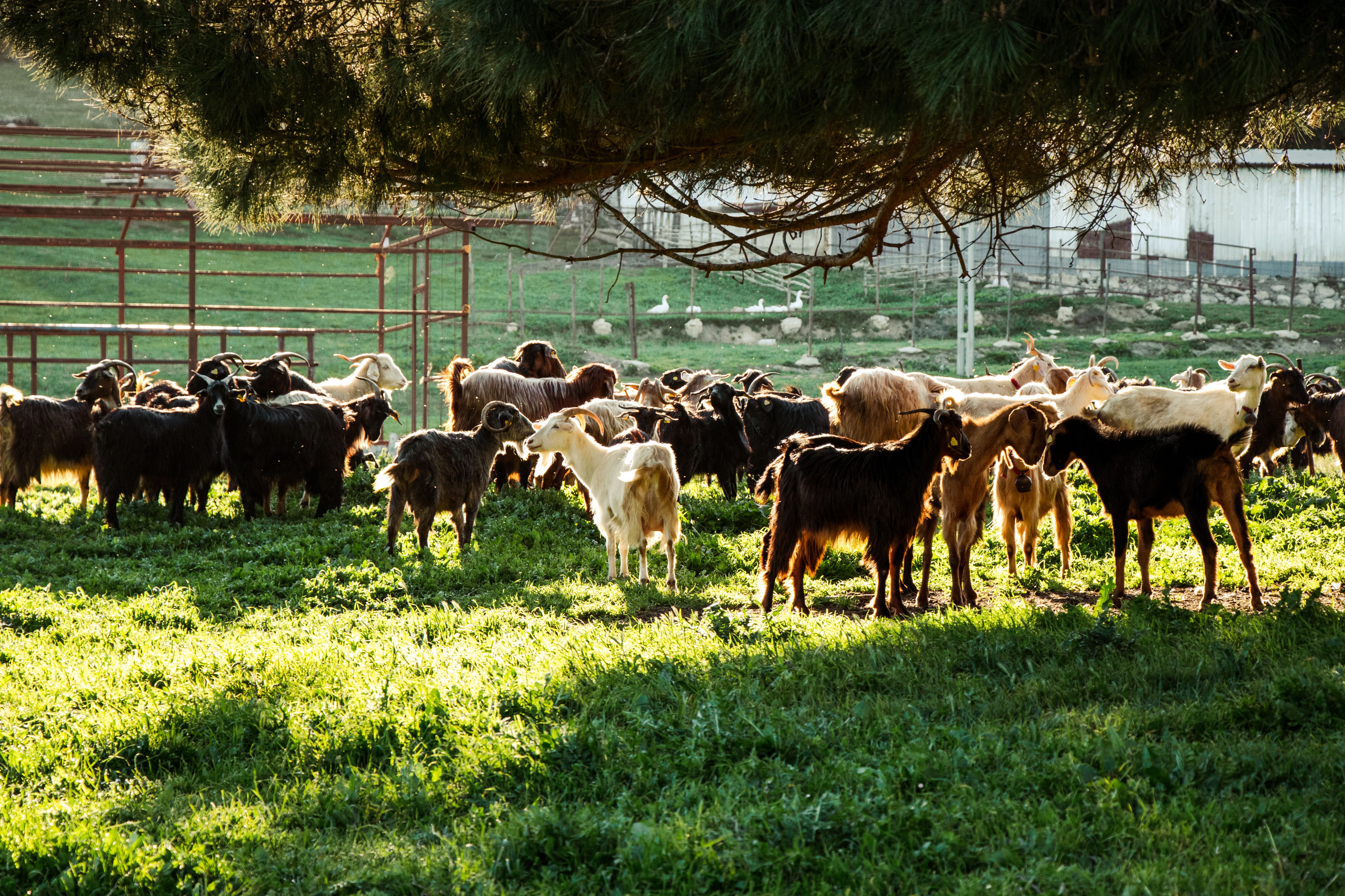 Herd of Goats on a Pasture · Free Stock Photo