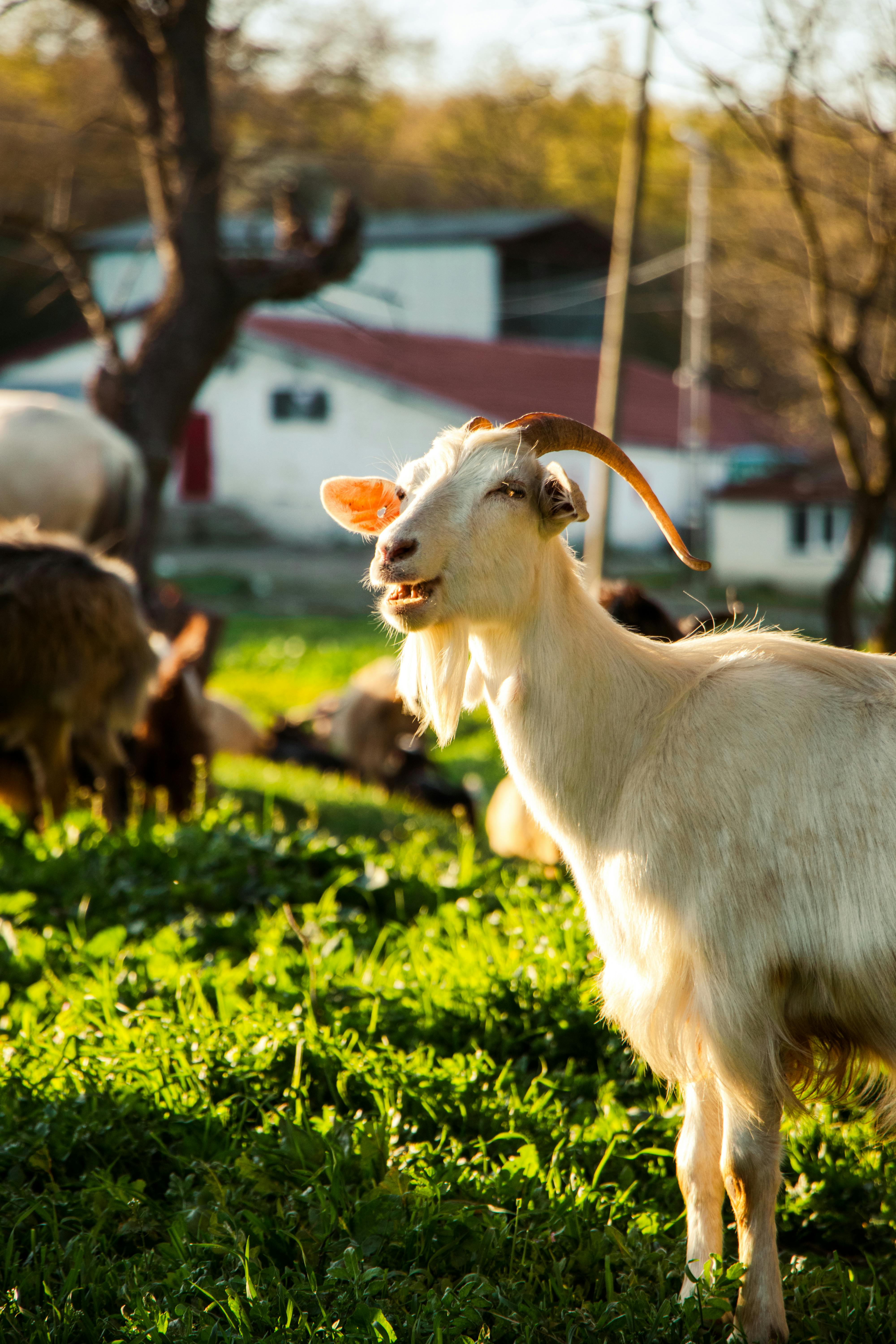 grátis Foto profissional grátis de agricultura, animal, animal doméstico Foto profissional