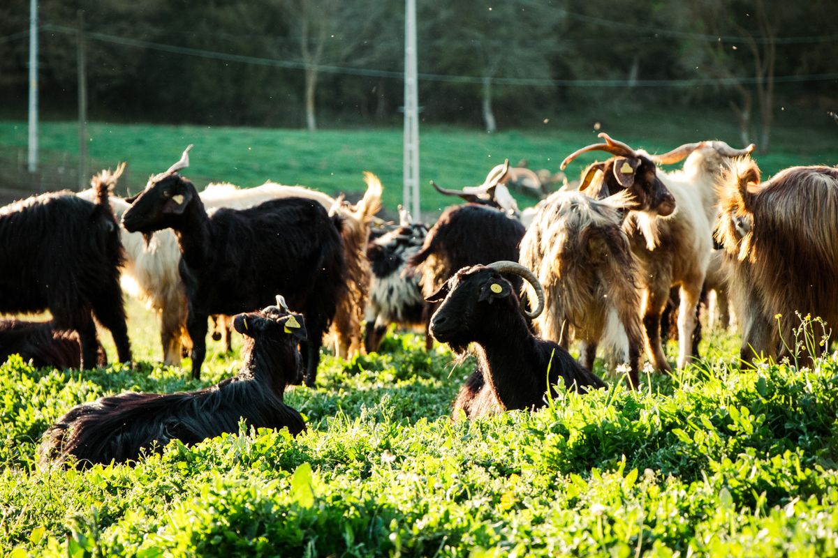 Herd resting after the morning graze