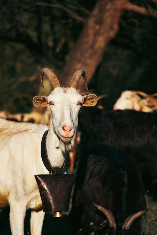 A Goat Wearing a Bell on the Farm 