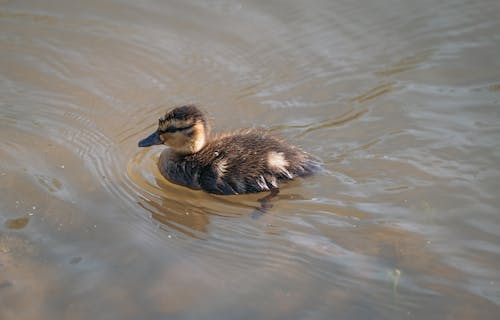 A Duckling in the Water 