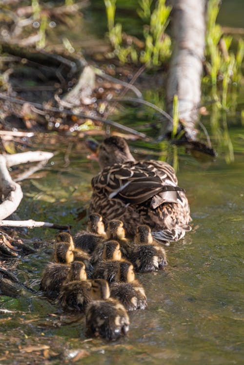 Female Mallard Duck Swimming with Her Ducklings