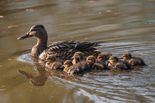 Female Mallard with Ducklings Swimming in a Lake