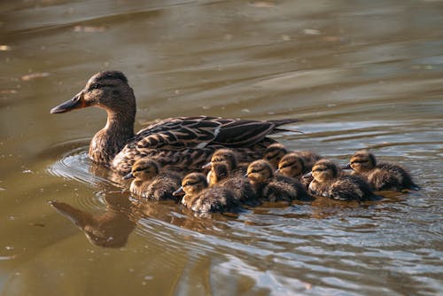 Photos gratuites de animaux, aviaire, bec