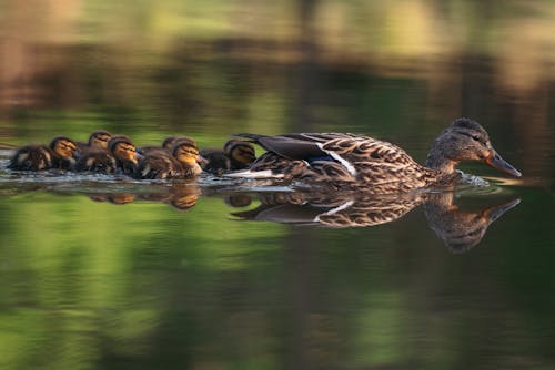 A Duck and Ducklings in the Water 